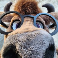 💜🐂DantotheMoo🐂💜(@LumberingMoo) 's Twitter Profile Photo