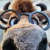 💜🐂DantotheMoo🐂💜 (@LumberingMoo) Twitter profile photo