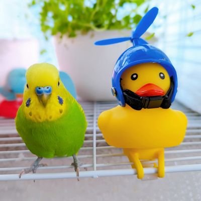 ・肺炎保護インコのことで始めたTwitterです。横浜小鳥の病院で完治🐦
・２０年ちょっとパートでホームヘルパー、有料のフルタイムは一瞬で挫折・・😞
・２３年度のケアマネ試験なんとか合格、６月頃研修予定。その後どうしたものかと迷い中😣ꕊ
・自分事を独り言風に呟いてますが、どうぞよろしくお願いします🙇