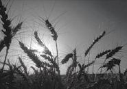 Assisting Ag producers in NC KS with grain marketing, handling and crop insurance | Merchandising grain to feed the world | FamilyMan | BrewKing
