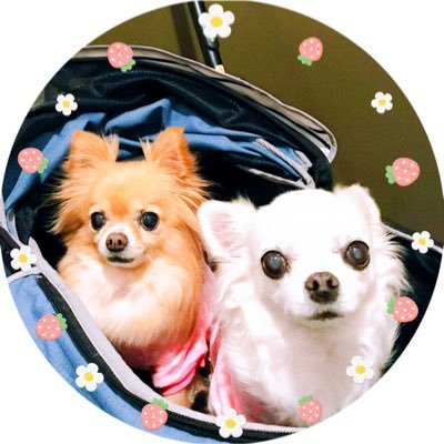 inu_kawaiiiyo Profile Picture