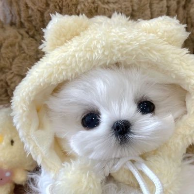 ケミ狂いオタクの隔離垢/好きなことを好きなだけ話すアカウント/⚠️本垢Fしてる方のみ承認しております!(フォロリクを送る際、お手数ですが本垢をFしてると分かるスクショをDMでお送り下さい)
