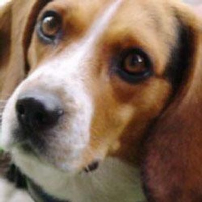 beagle_max Profile Picture