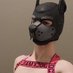 Serge The Pup (@serge_pup) Twitter profile photo