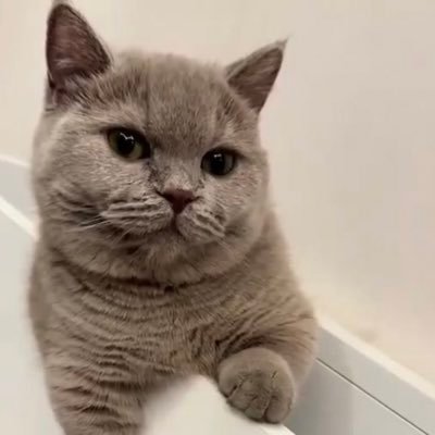 Krataii_W's profile picture. @tawattannn You will always be my favourite.