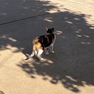 drfpython's profile picture. python/django/vue.js/nuxt.js あたりを勉強しています。技術的なことを呟いている方をフォローしていく予定。