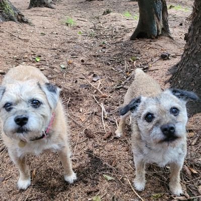 Two little Borders 🐾.Love taking our toys out into garden and not bringing them back. Love irritating dad by having split shift toilet breaks!  #ZSHQ..#BTPOSSE