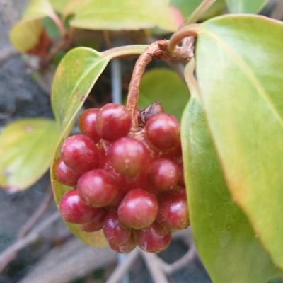 QGfPFizg3inJnlp's profile picture. 