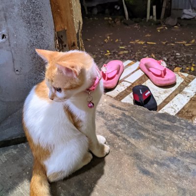 meraramda's profile picture. I can accept failure but I can't accept to not trying.