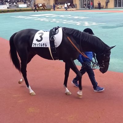 競馬(キャロット/YGGで一口馬主)/AKB48(福岡聖菜/橋本陽菜)/埼玉西武ライオンズ/徳島ヴォルティス/千葉ジェッツ/KADOKAWAサクラナイツ

おうえんすることがいきがい