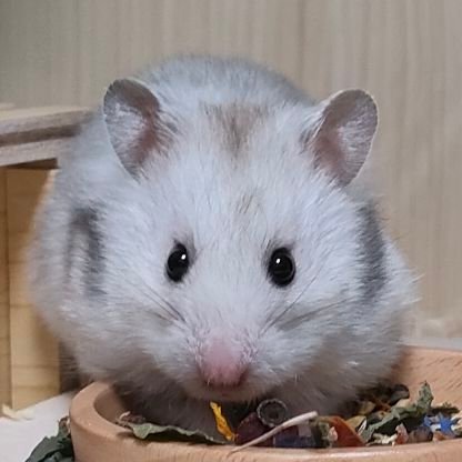 shougenan's profile picture. 成人済雑食/BSD/スタレ/東方/他有り
🧂推し
無言フォロー失礼します🙇