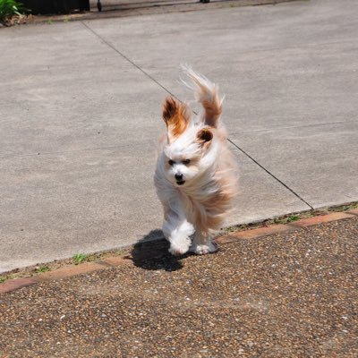 20↑ 鶴丸国永の無限の可能性/twst❤️推し(基本箱)お犬様と推しのためにお仕事頑張る社畜 歯列矯正中🦷 犬ぼっつ