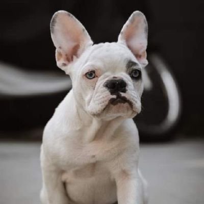 ❣️I am a French Bulldog lover💕
👉Follow me for Enjoying French Bulldog Contain
💞#French Bulldog