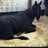 paula_holland's profile image