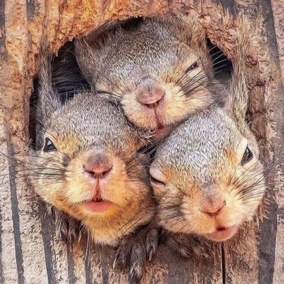 DechnikWiewiora's profile picture. Nie z każdej mąki będzie chleb...