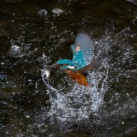 West London Kingfishers and wildlife(@SimonRidley14) 's Twitter Profile Photo