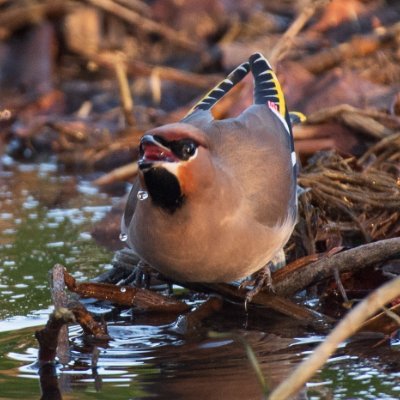 I am a disabled Wildlife photographer that loves Nikon, please bare with me in my struggle to venture out with camera. it will be worth the wait.
@SimonRidley14