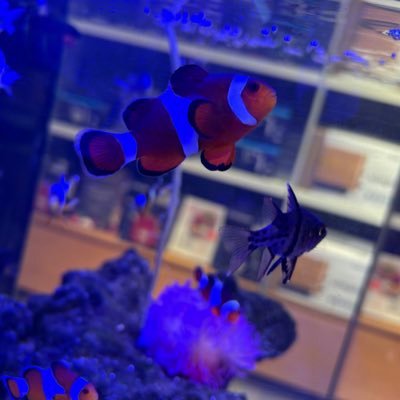 realabyl's profile picture. 