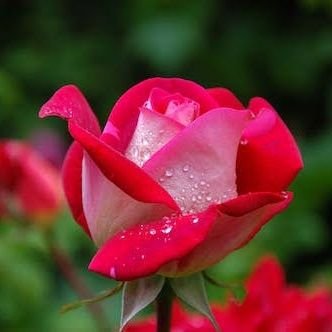 Shahidul3960's profile picture. 