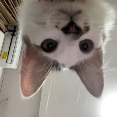 anggialbn_'s profile picture. it's easier to invent the future than predict it.