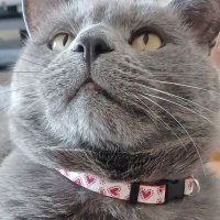 Nikitas (@catnikitas) 's Twitter Profile Photo Nikitas (@catnikitas) 's Twitter Profile Photo