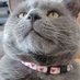 Nikitas (@catnikitas) Twitter profile photo Nikitas (@catnikitas) Twitter profile photo