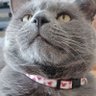 CatNikitas's profile picture. A former @battersea_ resident and now in my furrever home. I'm a male British Blue and I live Windsor now.