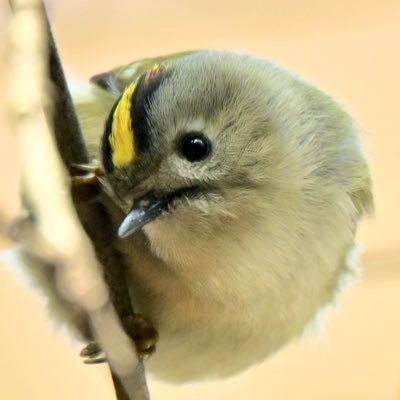 野鳥撮影5年 介護福祉士をしながら撮影しています♪ 主に野鳥撮影、キクイタダキ、ツバメ好き😊 フォローする際はご挨拶はしません この場でご挨拶と致します。お話し苦手ですのでよろしくお願いします🙇♀️