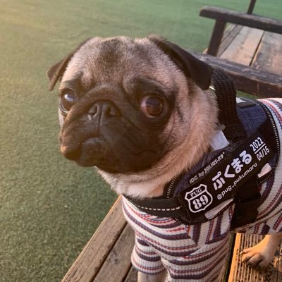 pug_pukumaru's profile picture. 2022.4.16🎂 2022.7.18🏠 パグのぷくまるです！ 鶴舞う形にいますので、以後お見知り置きを🙄 可愛いをお届けします📸 #毎日ぷくちゃん 毎晩21〜23時更新してます^_^