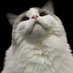 茂茂大魔王 (@devilcatbtc) Twitter profile photo 茂茂大魔王 (@devilcatbtc) Twitter profile photo