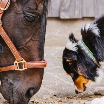 I am a psychic,/medium. a Reiki, Master, the best animal communicator  you’ll find.