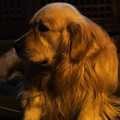 dgesguevillas's profile picture.