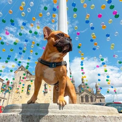 👉Welcome To @frecnhbulldog83 lovers 
 👉We Share Daily #frenchbulldog  Contents 
 👉Follow Us If You Really love French Bulldog