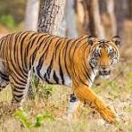 BIKASH ⛺🧙‍♂️,🧙‍♂️Anomage 🧙‍♂️,🛠️ (@bikash2333) 's Twitter Profile