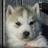 Sagiscorpio's profile image