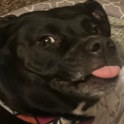 meerkatsburner's profile picture. 