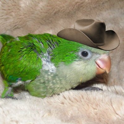 mafziuuus's profile picture. Artist ! | she/her | 🇻🇪 | 19 | ENG/ESP |