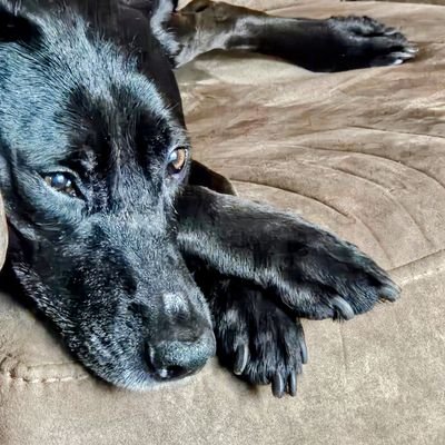 greenstein_fred's profile picture. 