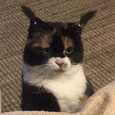 NaNaaaL2's profile picture. 