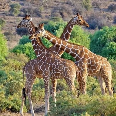 douglastayler1's profile picture. Satisfaction Guaranteed