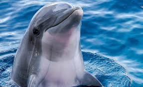 sbreisto's profile picture. 