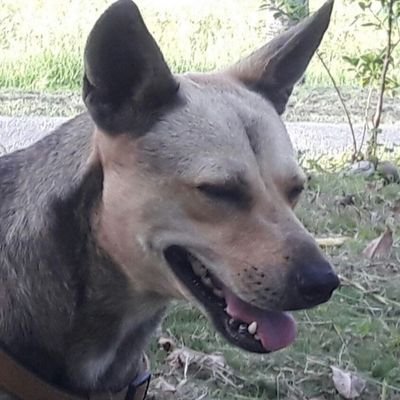 nongdarko's profile picture. Само @crvenazvezdafk ⭐🌟⭐ @BurnleyOfficial @kkcrvenazvezda. Косово је Србија