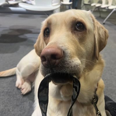 AssistingAstrid's profile picture. || Astrid || Eevee || #MentalHealthMatters || #NotAllDisabilitiesAreVisible || #NoBadBreed || #EndBSL