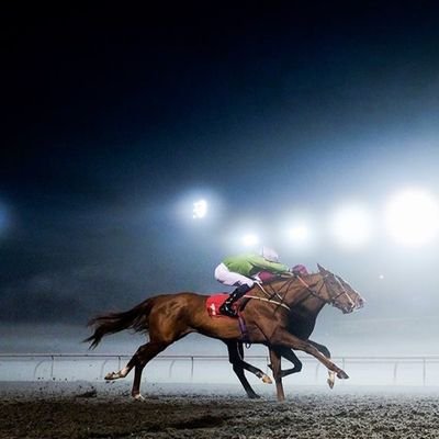 alinaa2831995's profile picture. I love my horse  riding