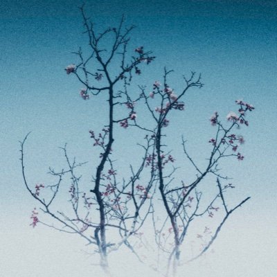 LanceChanda's profile picture. 