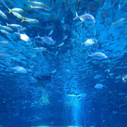 sy1368y's profile picture. 구독계