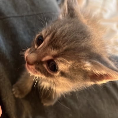 Capii6od's profile picture. | 23 | 🇲🇽| Competitive player For ?