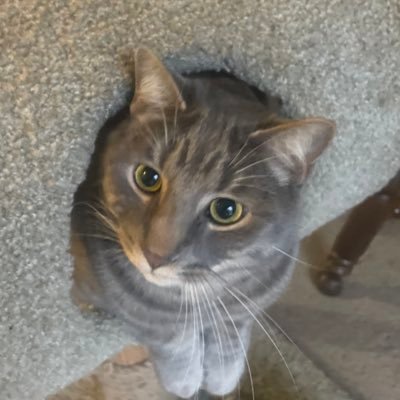 Dethbringer81's profile picture. 