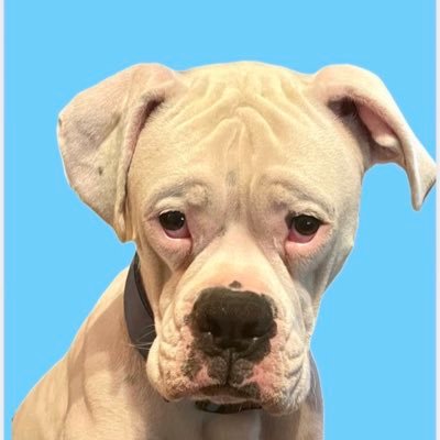 shenaspringer's profile picture. Keeping up with whats going so I don’t get bamboozled, again😜! Here to Xpand my knowledge on the stories MSM won’t report and everyone else censors.🇺🇸