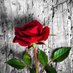 الحنون الحنون (@ahmebbebr11885) Twitter profile photo الحنون الحنون (@ahmebbebr11885) Twitter profile photo